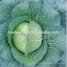 MC39 Fugui mid-late maturity hybrid cabbage seeds in Chinese vegetable seeds